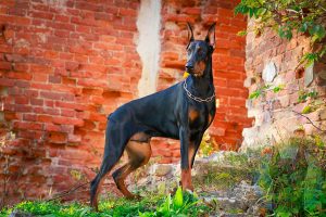 American Doberman keeping watch.