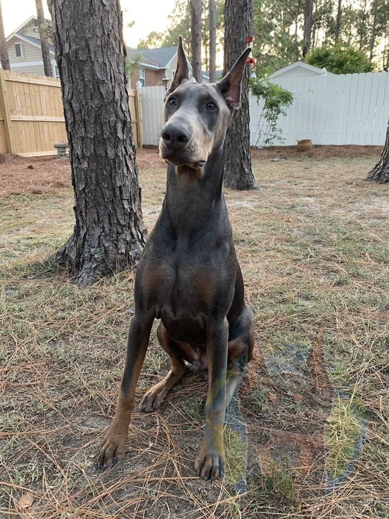 Blue and rust adult Doberman with cropped ears.