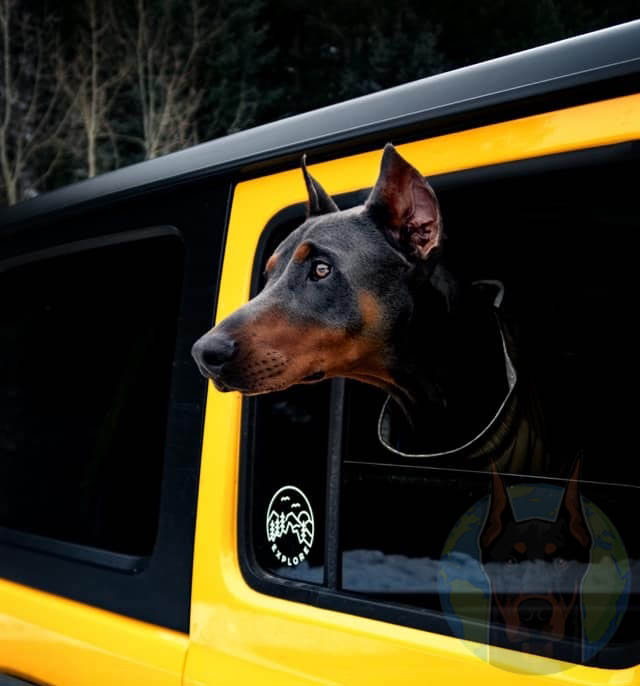 A blue and rust adult Doberman with his head out the jeep window. Cropped ears.