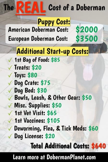 Initial Costs of Becoming a Doberman Owner
