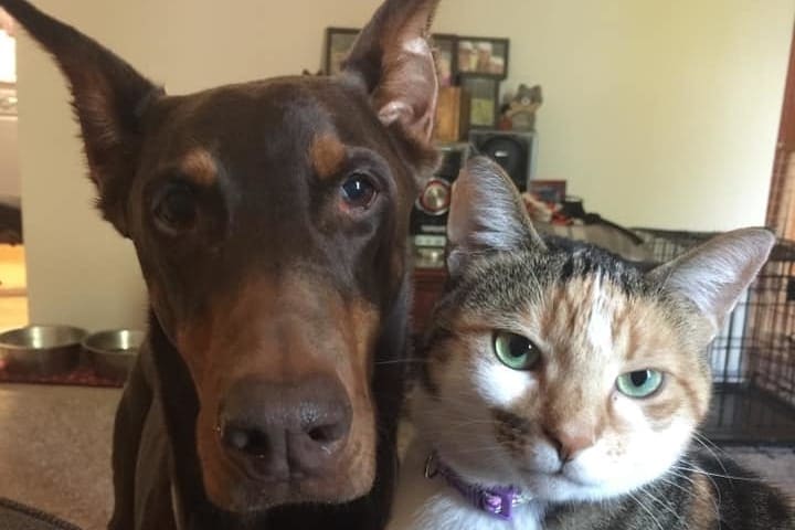 A Doberman and a cat posing for a picture together.