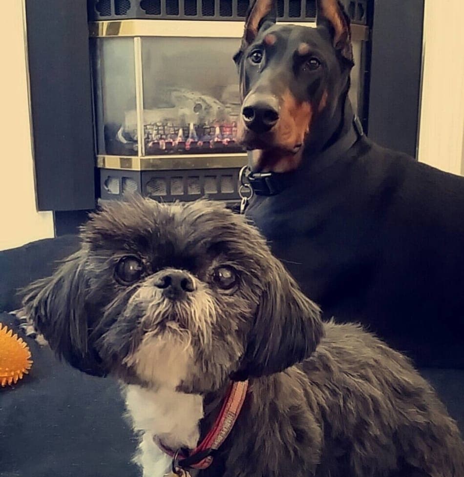 My Doberman Cooper and my wife's Shih Tzu, Rocky.