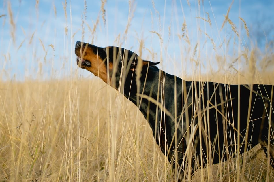 A Doberman is howling in a field.