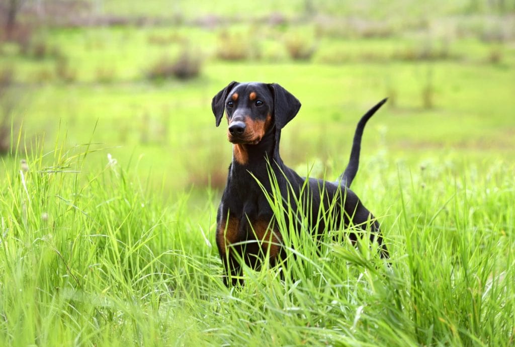 Doberman in the grass with a natural tail.