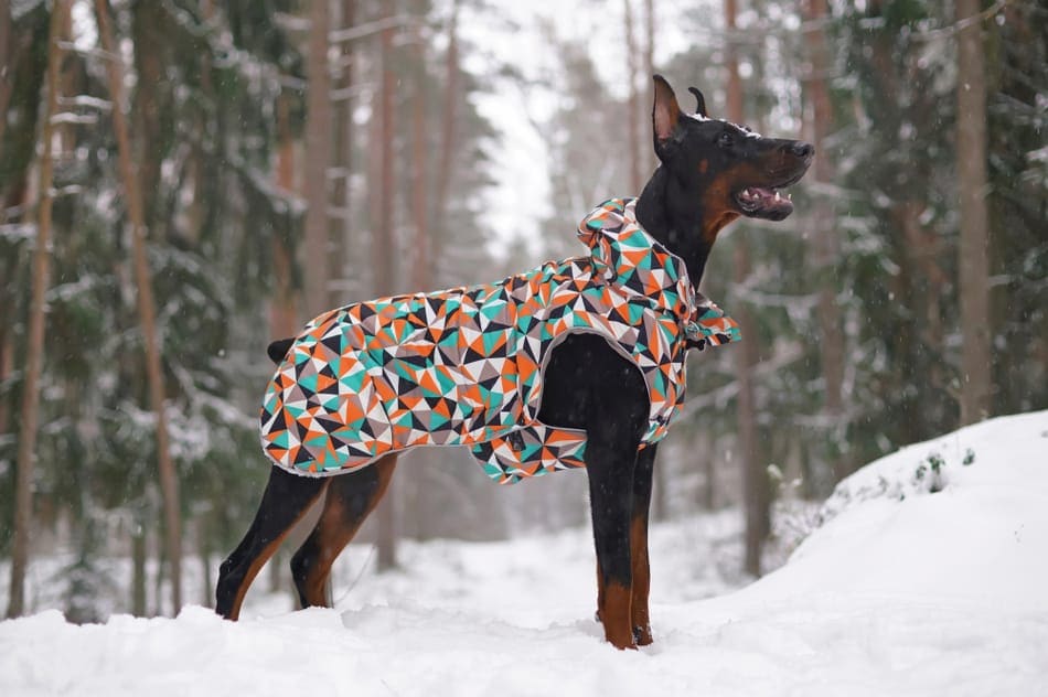A Doberman in the snow with a winter jacket on.