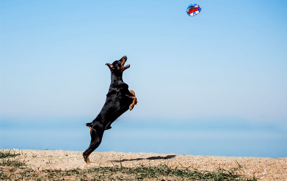 Doberman leaping for a ball high in the air.