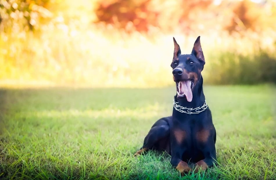 Doberman sitting on a backyard lawn.