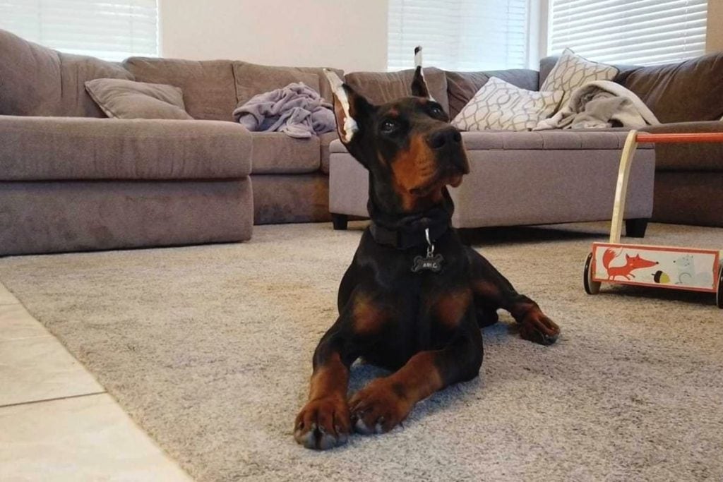 Close up of a Doberman puppy with ear postings in place.