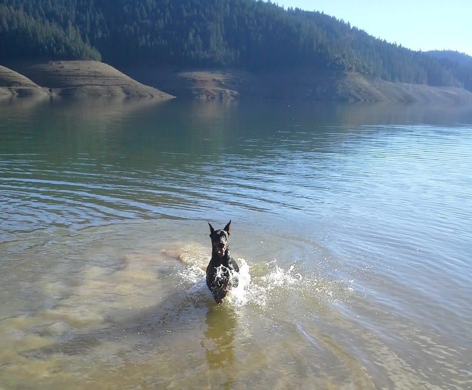 Doberman goes for a swim in a beautiful lake.