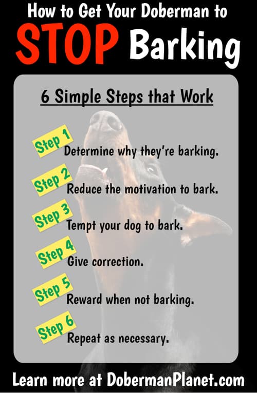 How to Stop Your Doberman from Barking Infographic