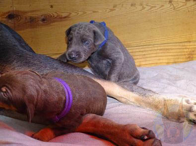 A melanistic blue Doberman puppy.