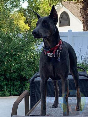 An adult melanistic blue Doberman standing up.