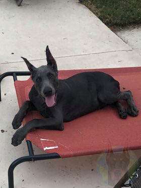 An adult melanistic blue Doberman laying down.