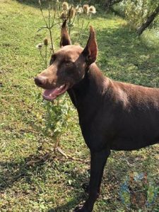 A juvenile Melanistic Red Doberman.