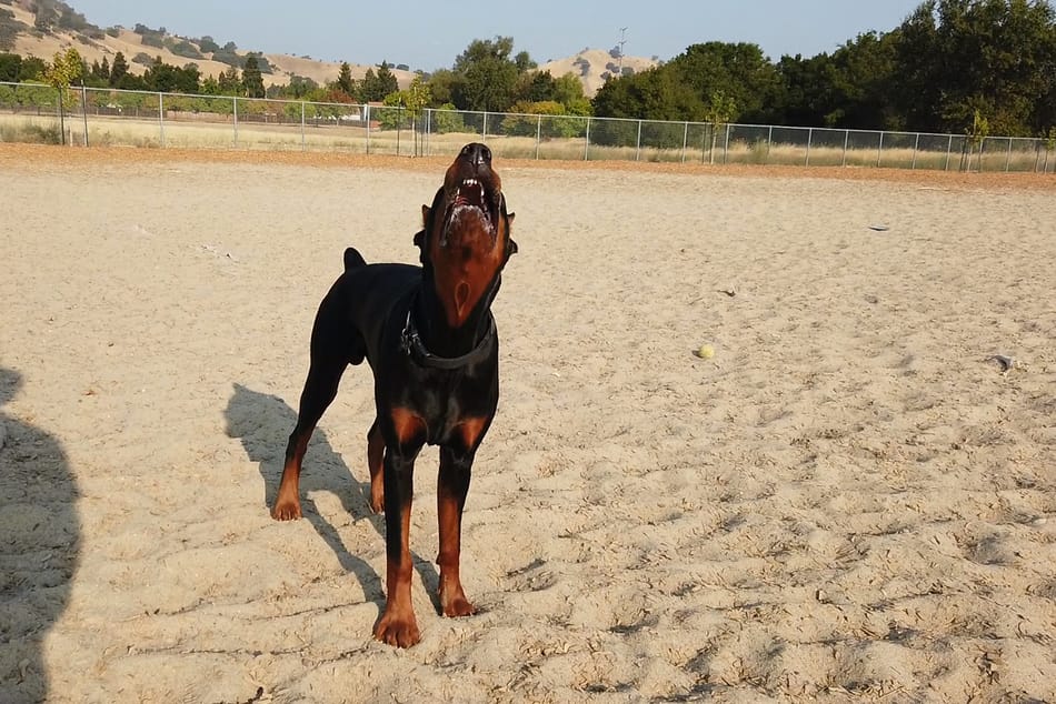 Doberman barking at the park.