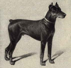 One of the first Doberman Pinschers shown with cropped ears in the late 1800's.
