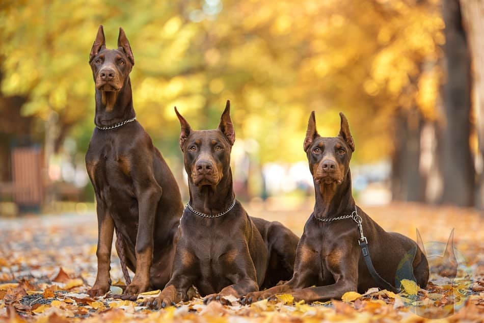 Three adult red Dobermans.