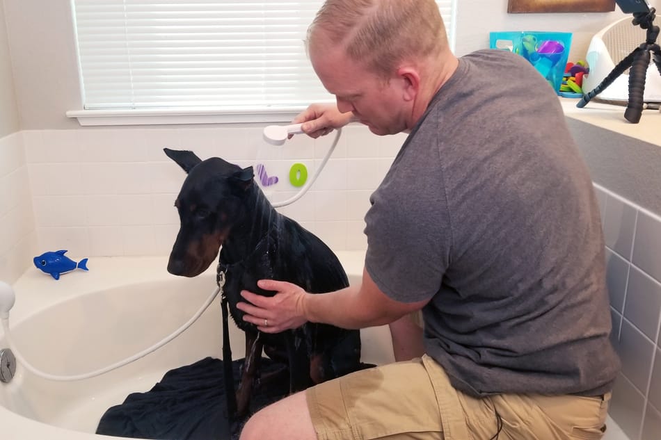 Rinsing my Doberman during a bath.