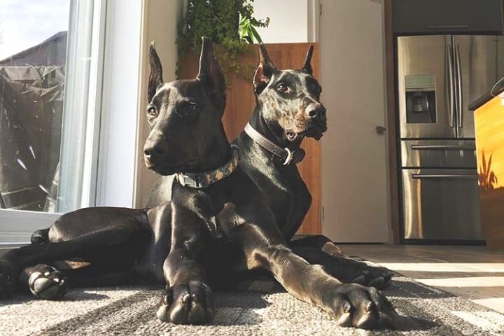 Two all black melanistic Dobermans.