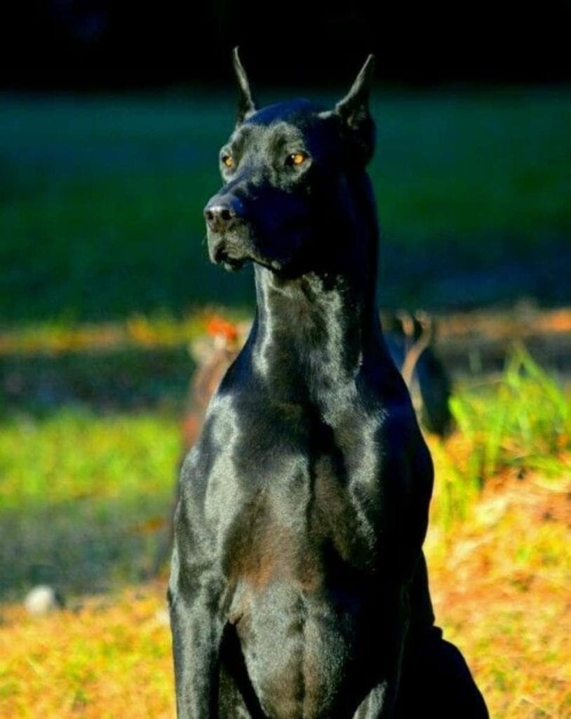 Warlock Doberdane Doberman.